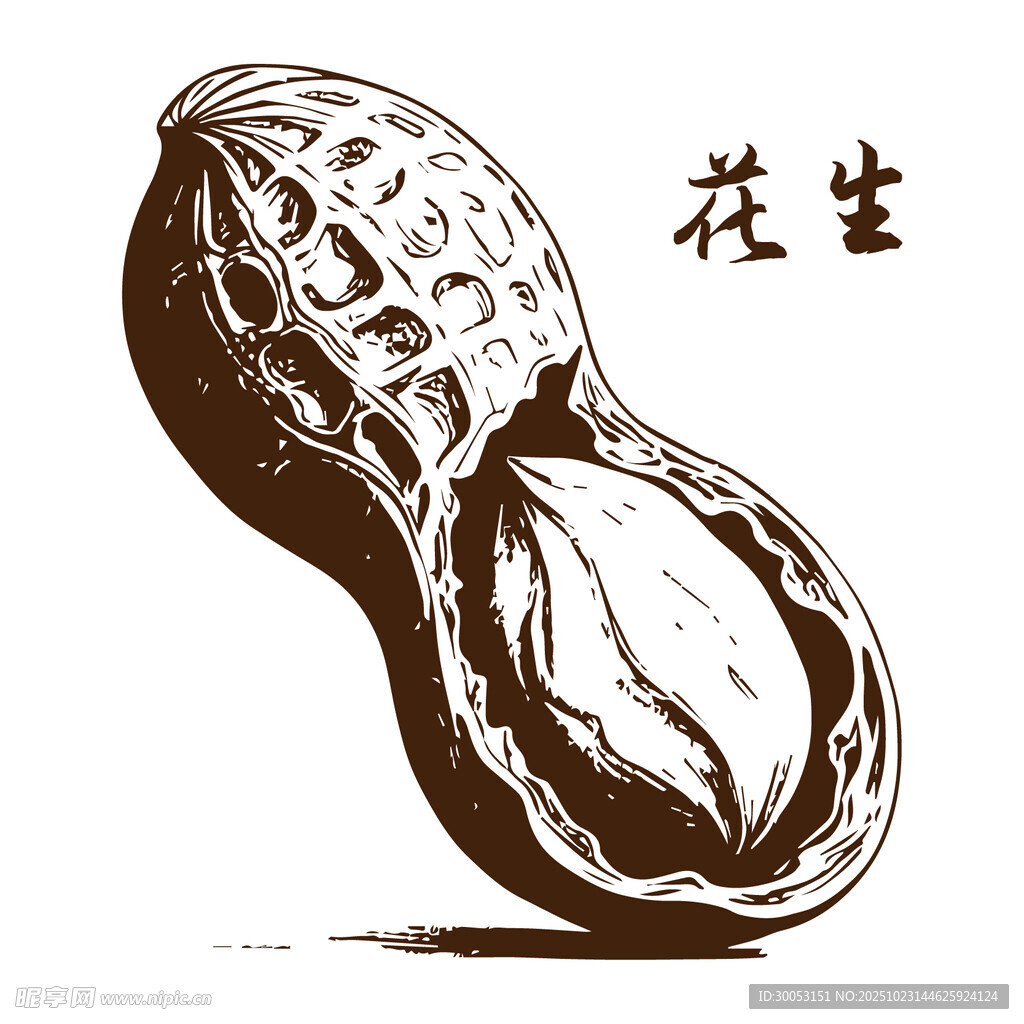 手绘花生图