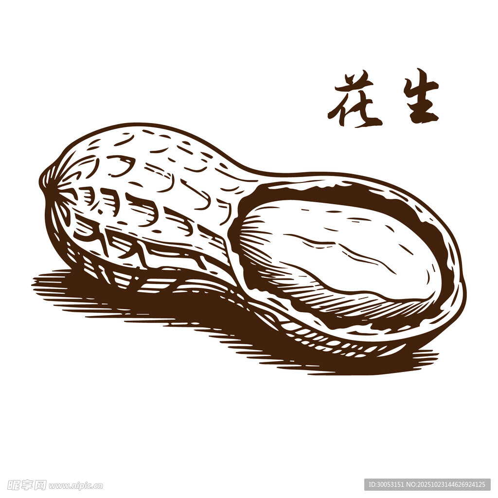 手绘花生图