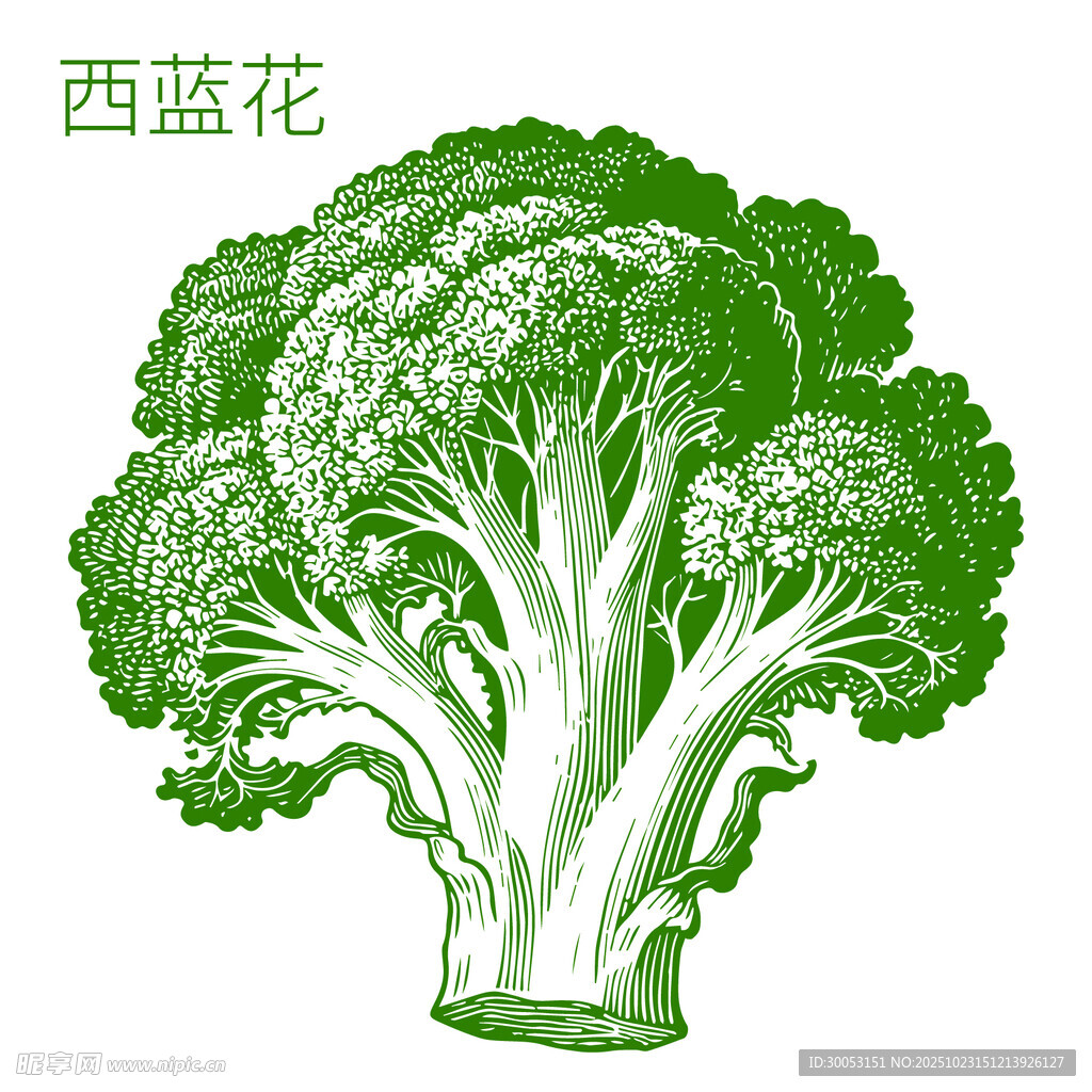 手绘西兰花插画