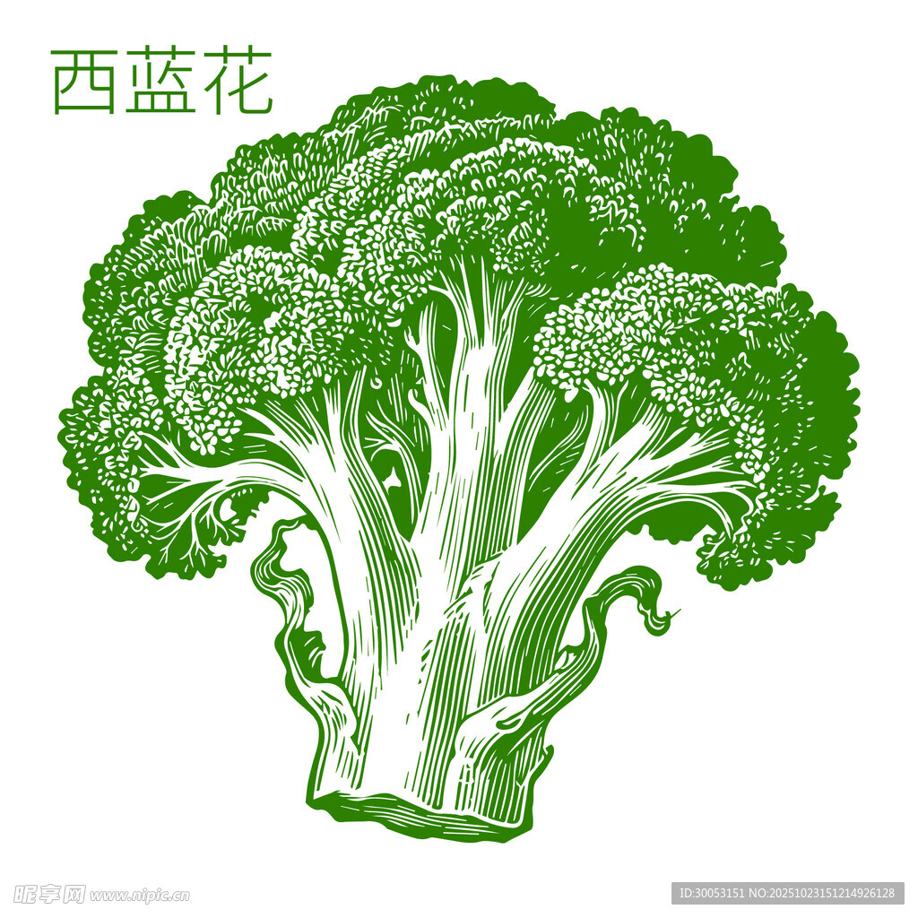 手绘西兰花图案