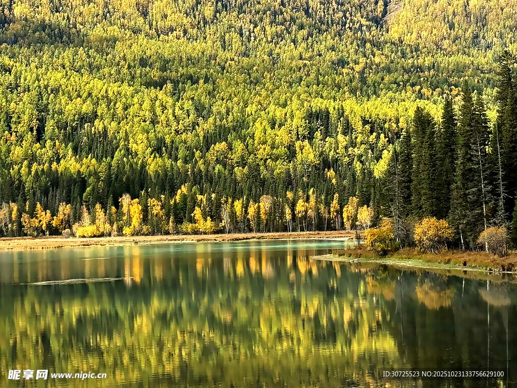 阿勒泰山林湖畔美景