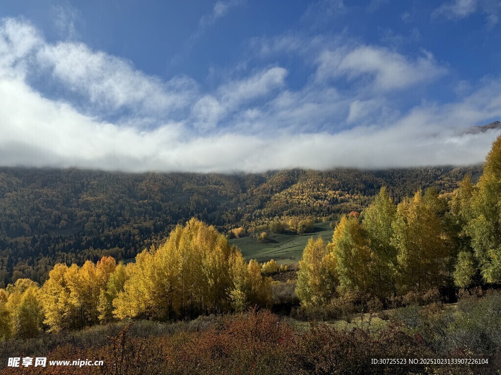 阿勒泰秋日山林美景
