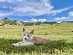 草原上的猫咪
