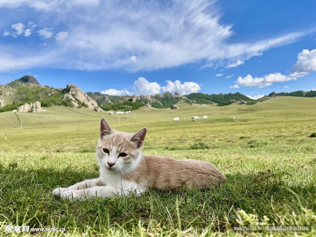 草原上的猫咪