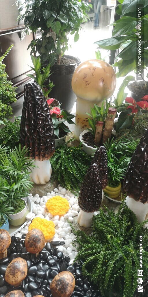 新鲜羊肚菌生长于绿植间