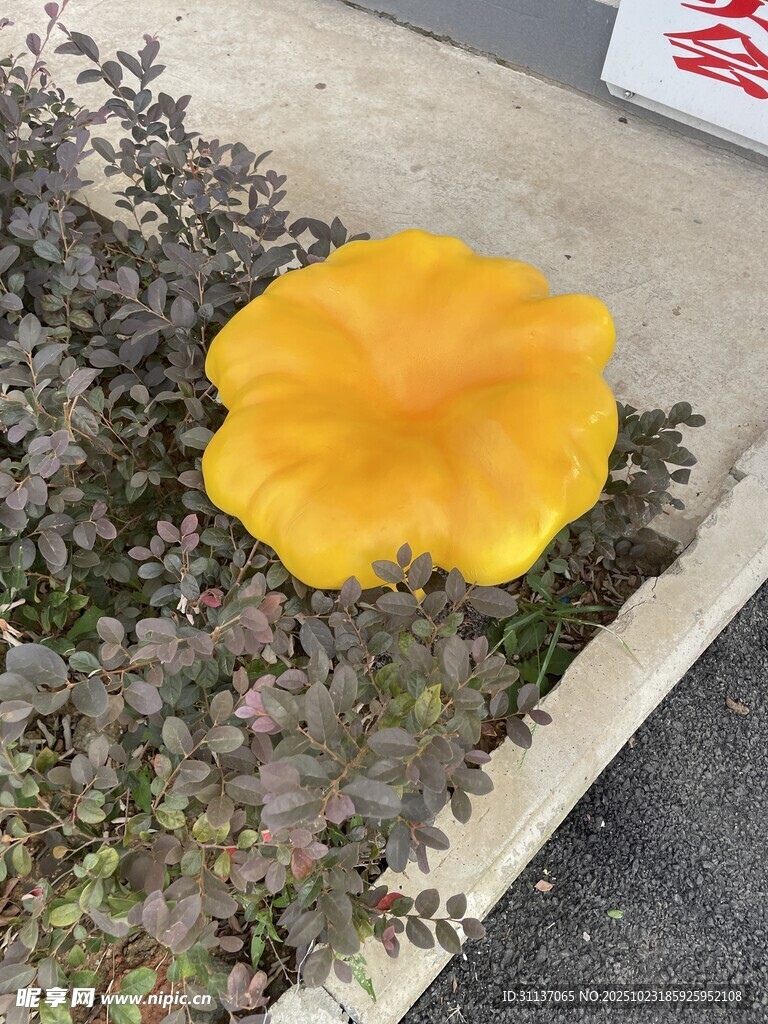 路边黄色蘑菇特写