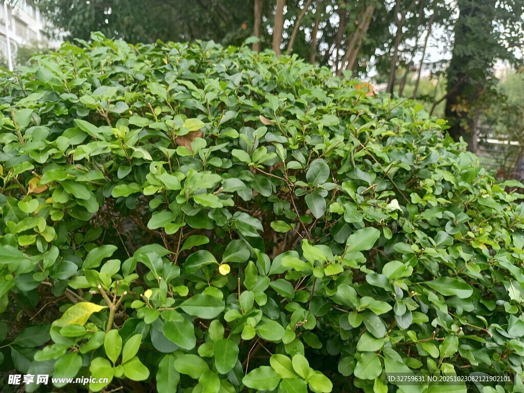 茂盛绿植景观