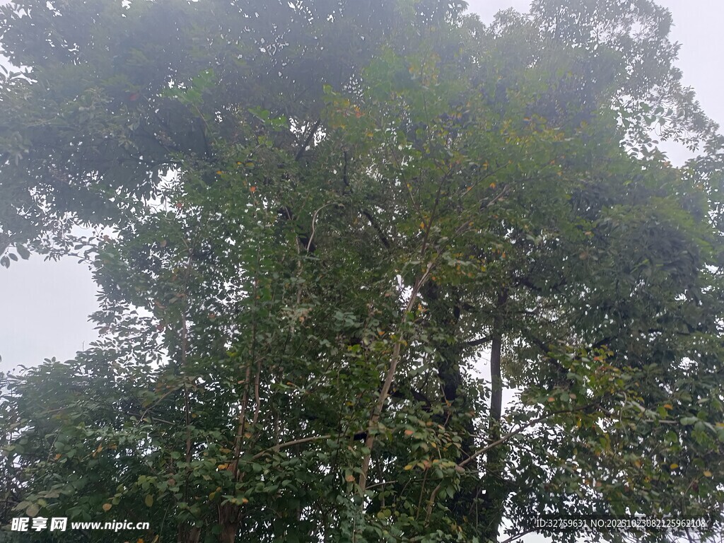 雾中葱郁树木景观