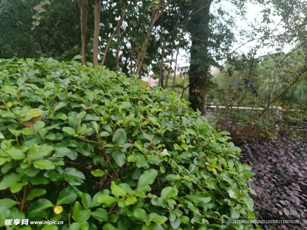 绿意盎然的灌木丛景观