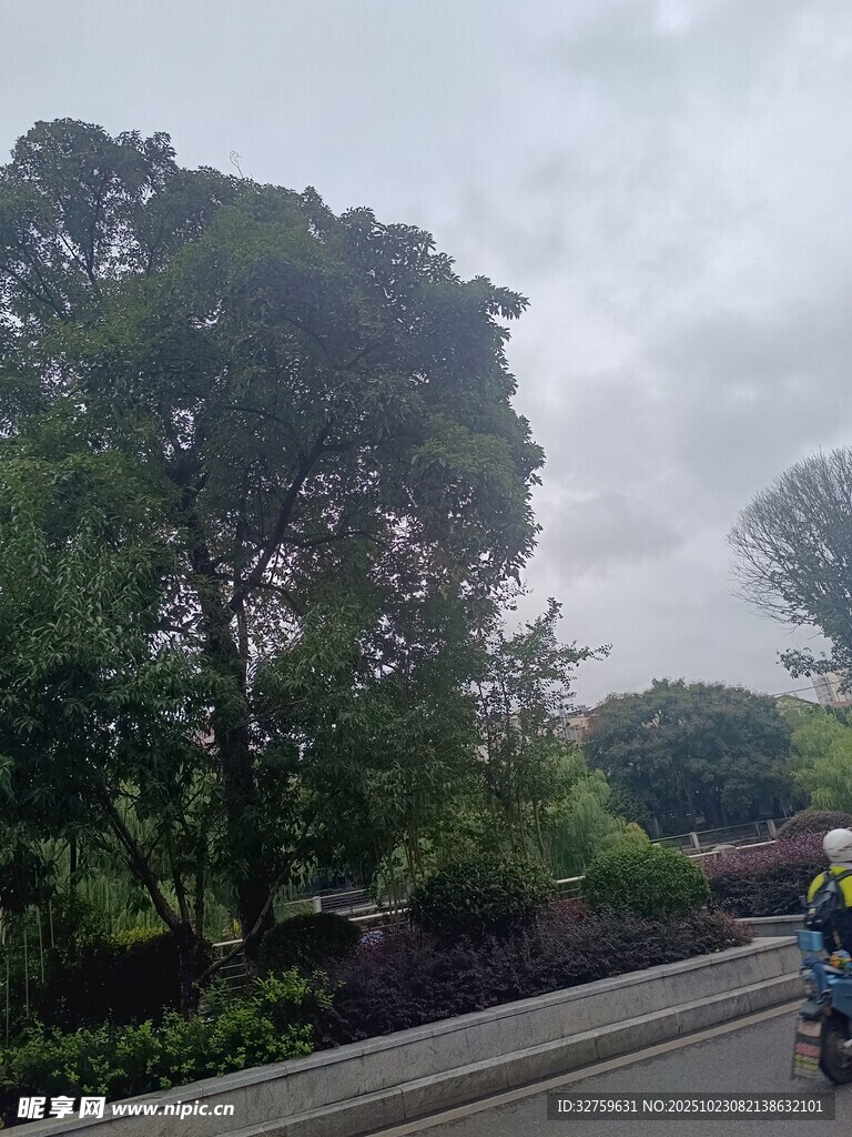 骑行于绿树环绕的道路