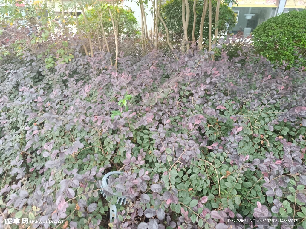 紫色植物景观