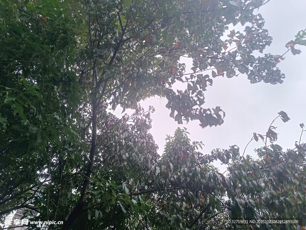 仰视繁茂绿树与天空