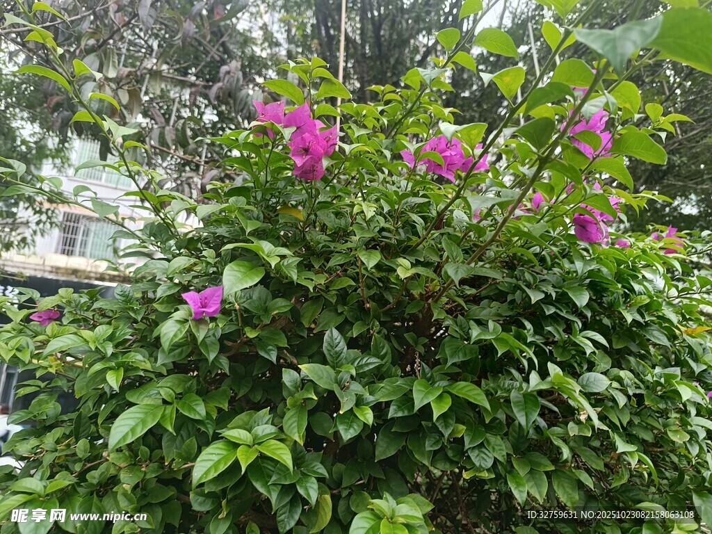 绿叶丛中的娇艳紫花