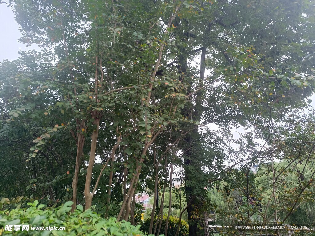 茂密树林中的繁茂绿植
