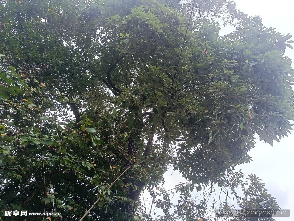 茂密树林中的高大树木