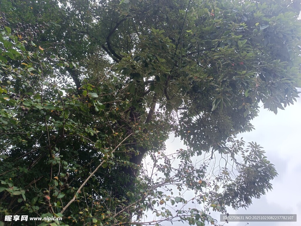 仰视繁茂树木枝叶