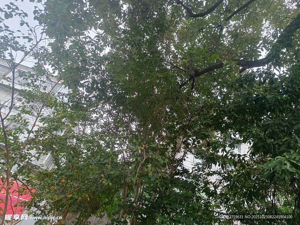 茂密树林中的繁茂枝叶
