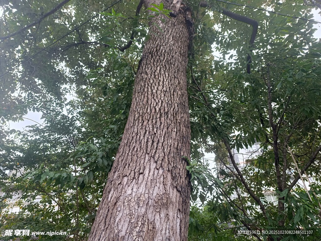 仰视粗壮挺拔的大树