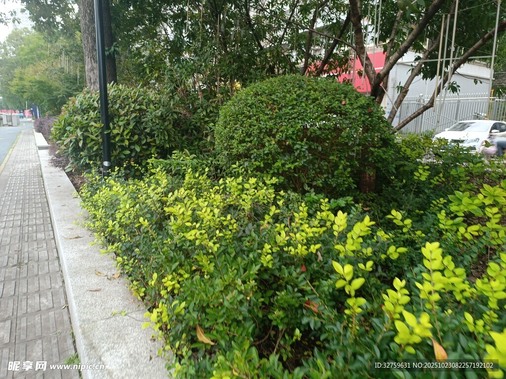 路边绿植景观