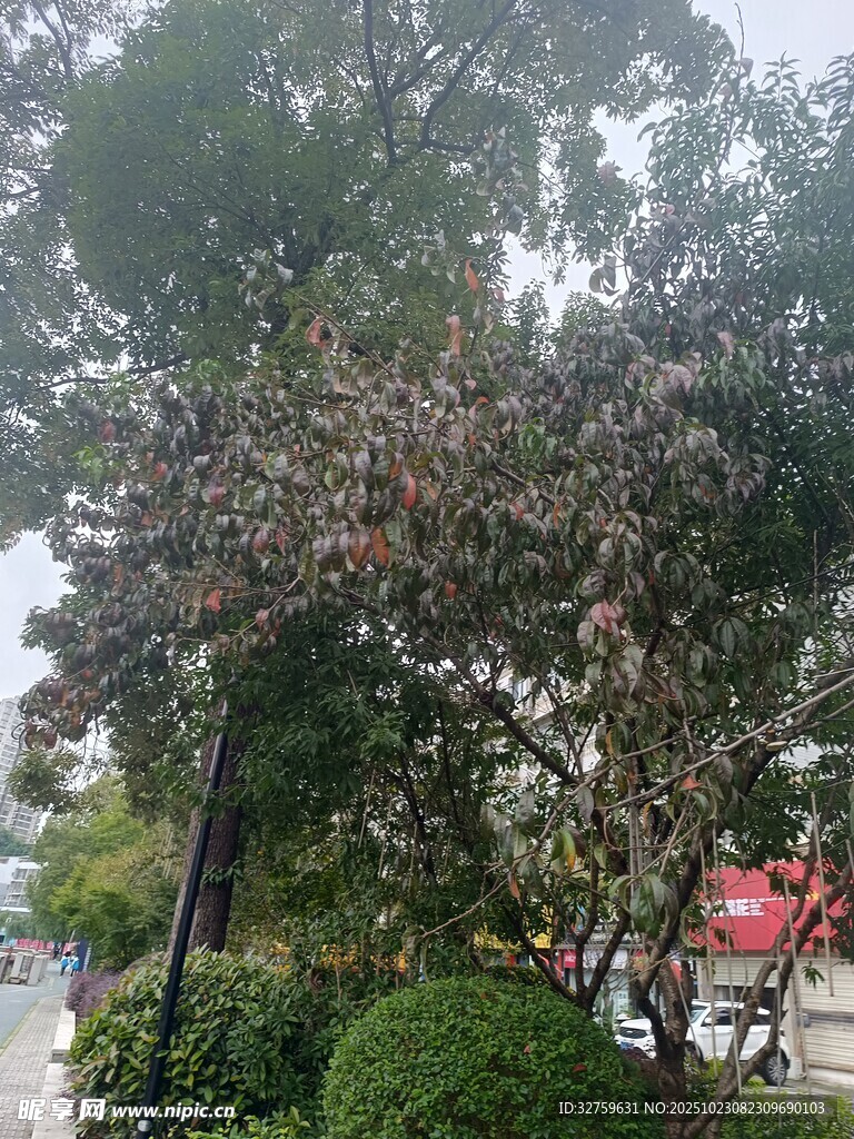 雨中繁花绿树的街道景致