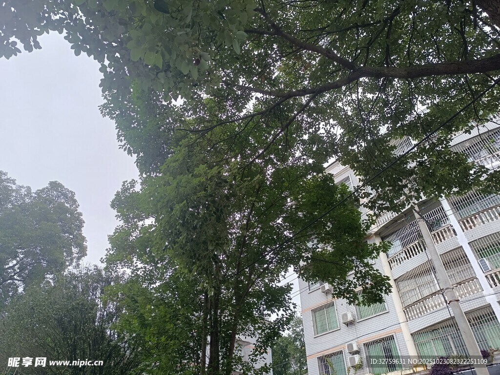 校园绿树与建筑景致
