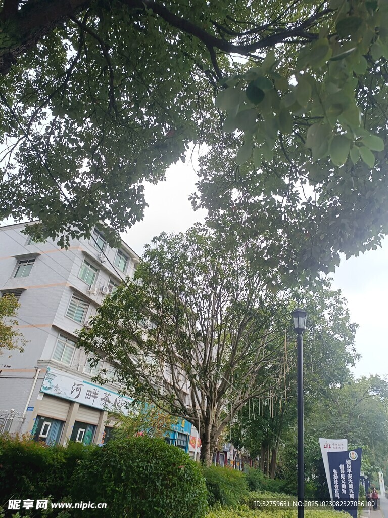 校园绿树环绕的建筑