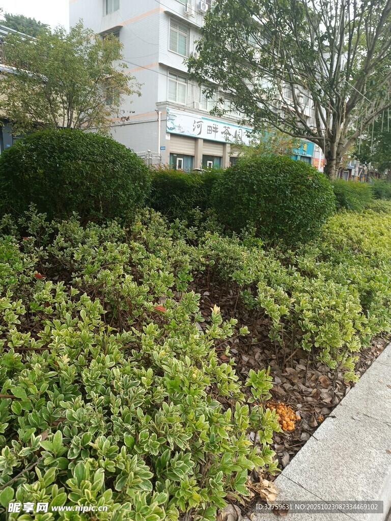 城市路边绿植景观