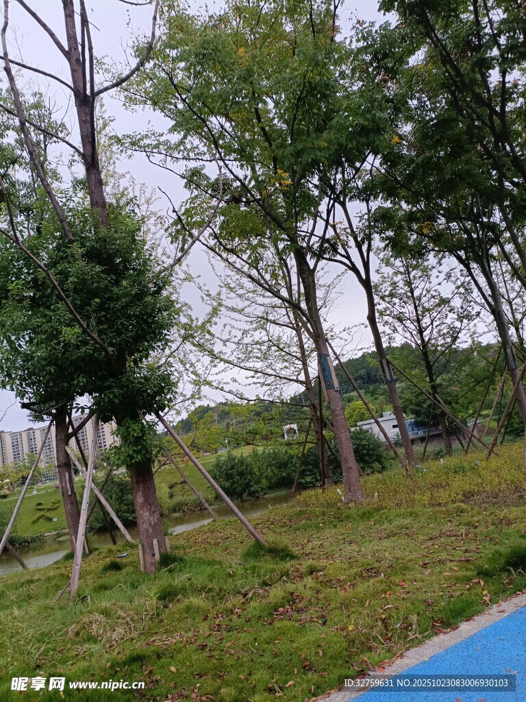 户外绿树草地风景