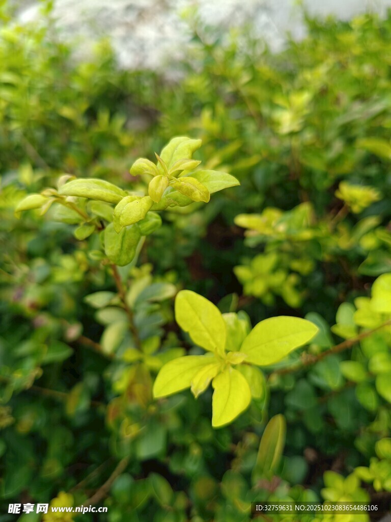 嫩绿叶片的清新植物