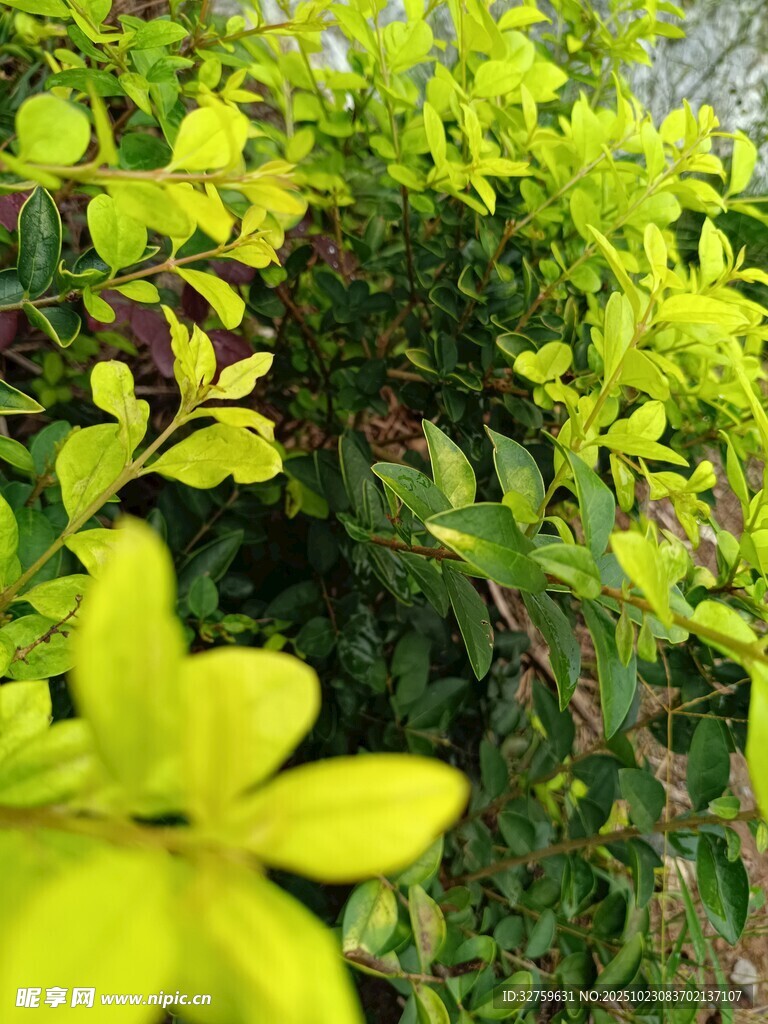 嫩绿枝叶间的黄色小花
