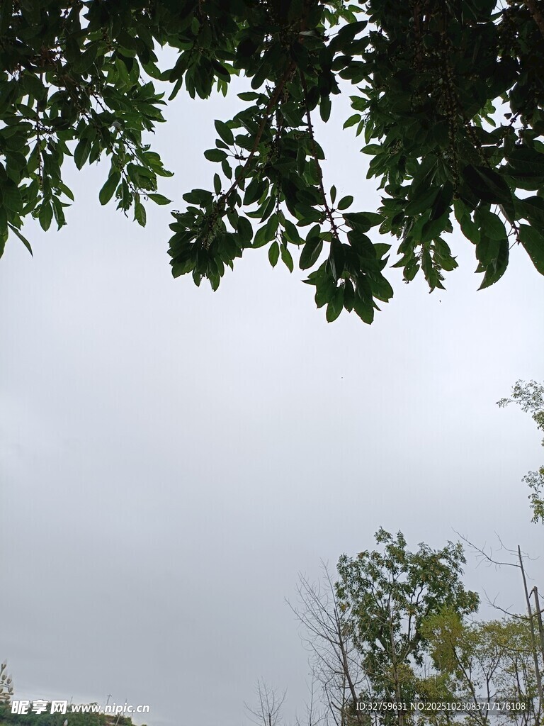 枝叶间的天空景色
