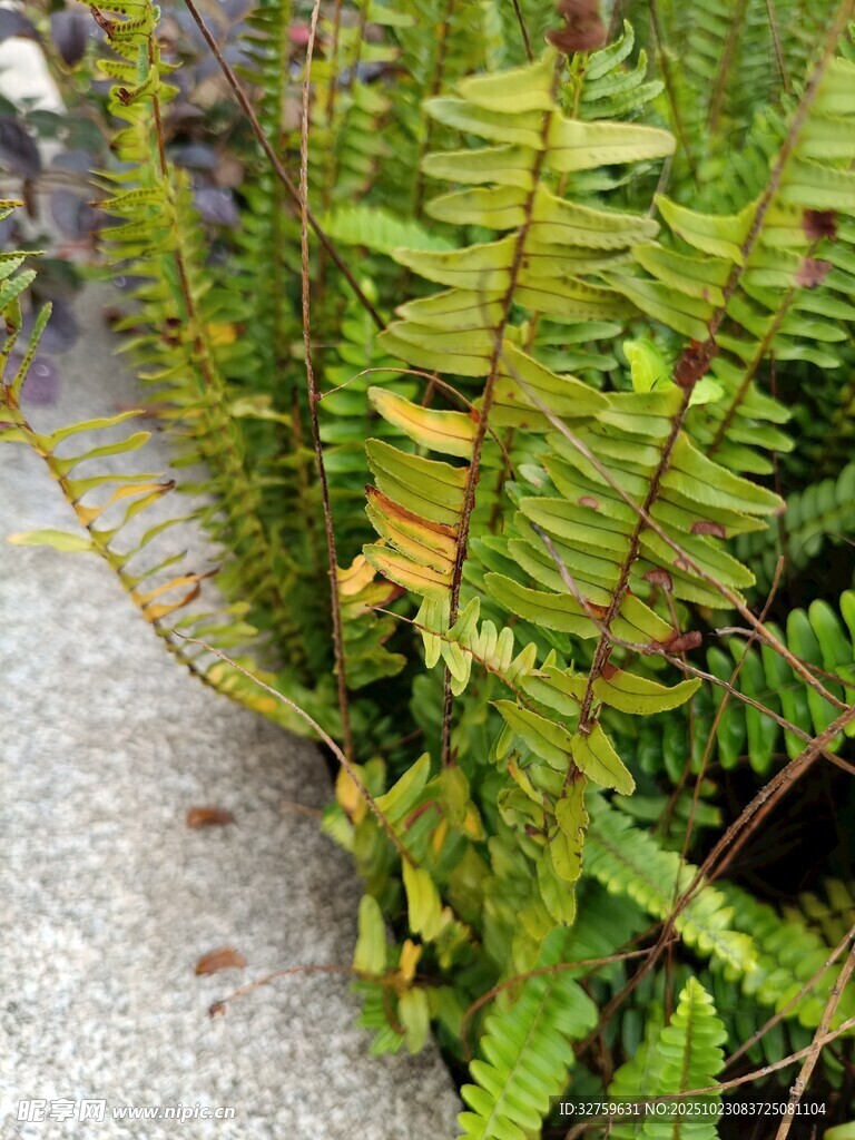 路边的翠绿蕨类植物