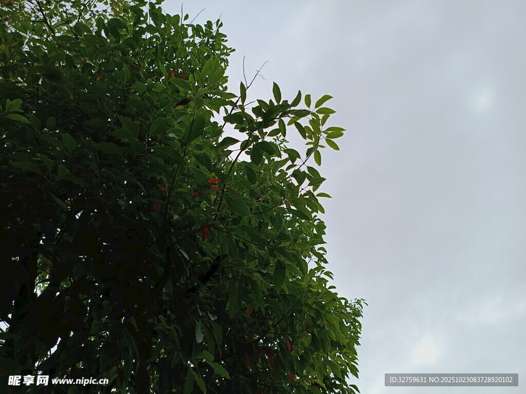 绿树映灰天