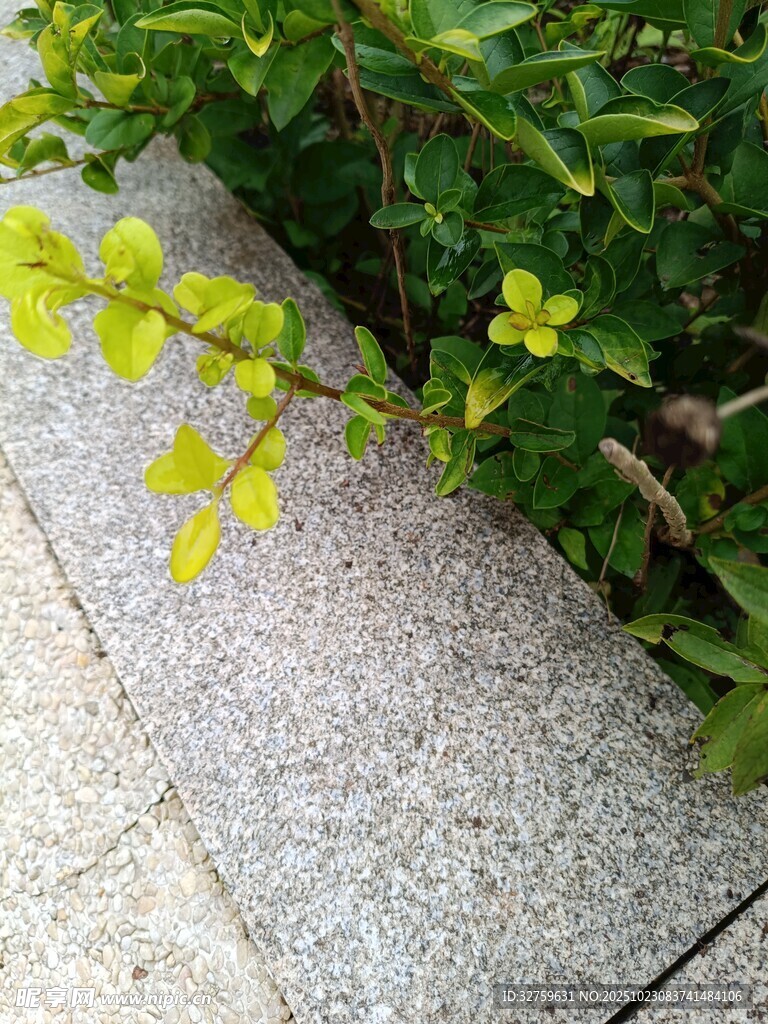 路边绽放的黄色小花