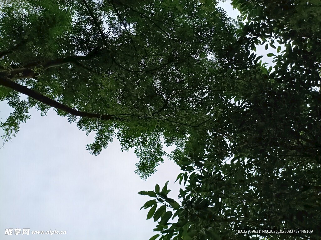 仰视繁茂枝叶的绿意景象