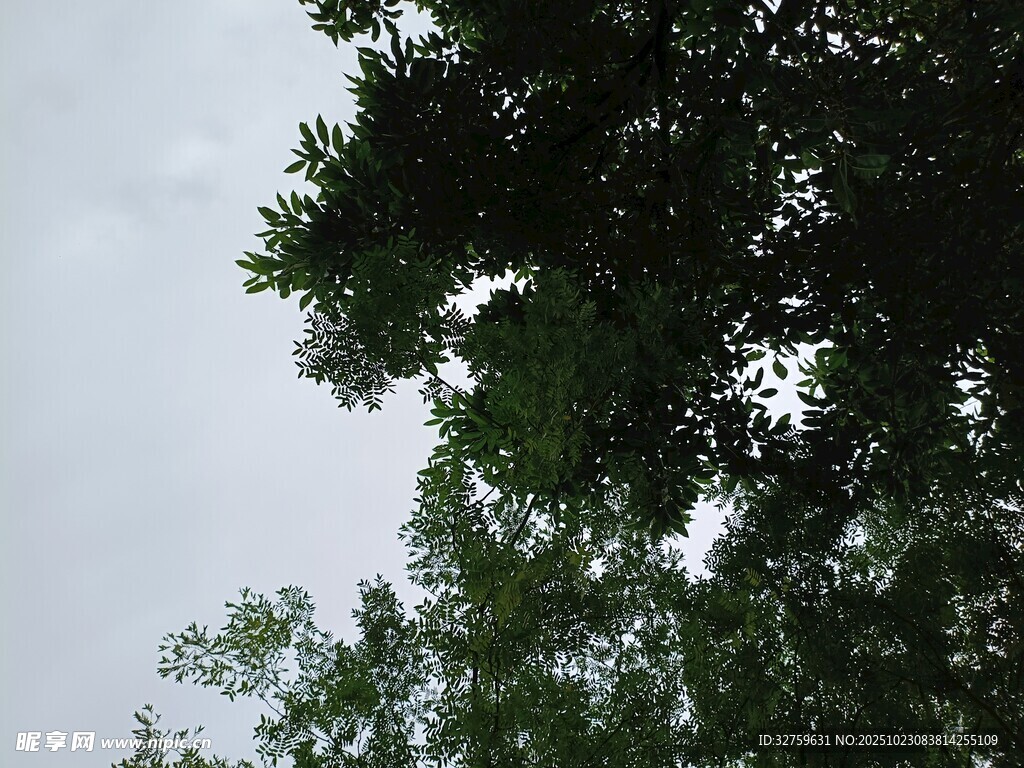 仰视绿树与天空景象