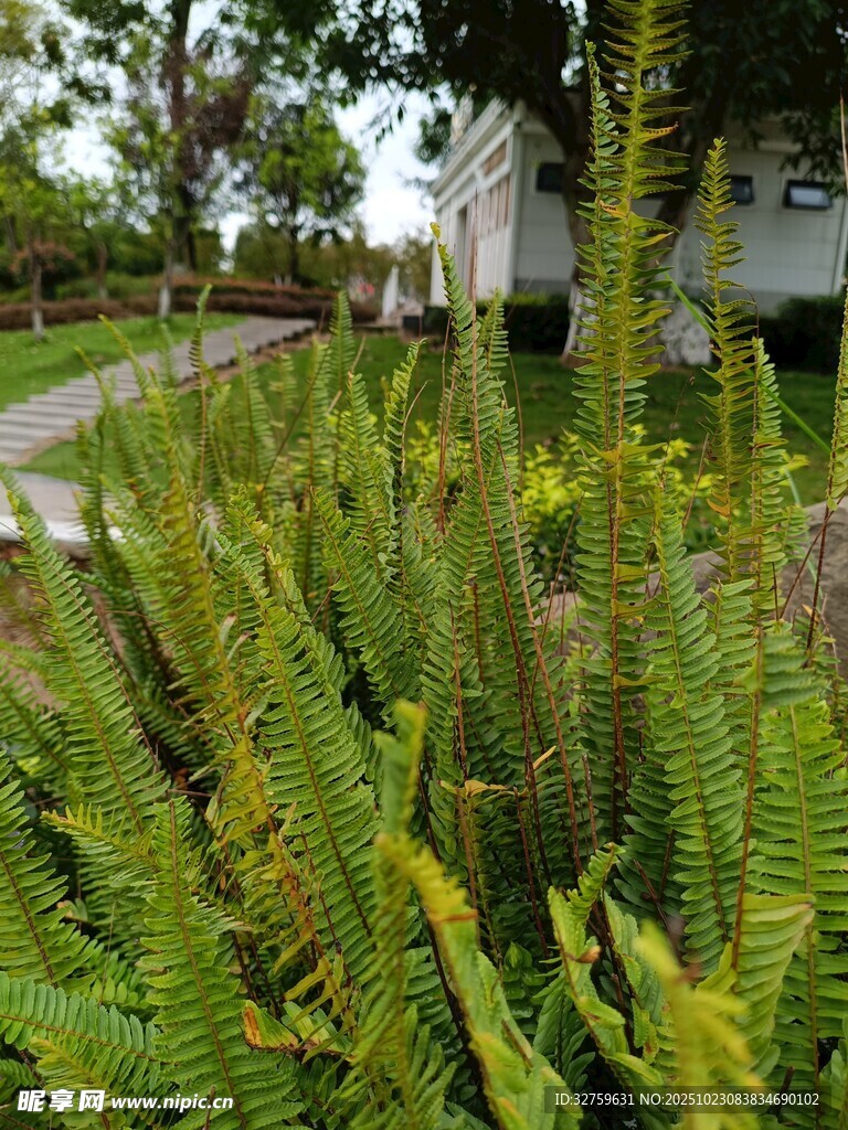路边繁茂的绿色蕨类植物