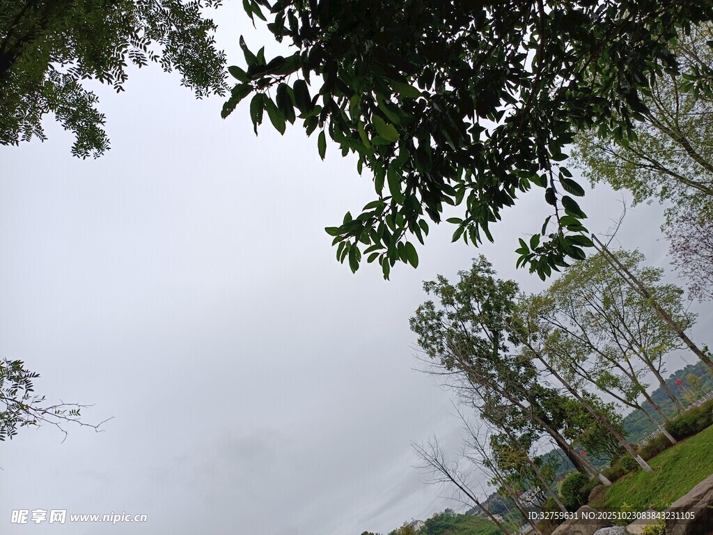 雾中树林景色