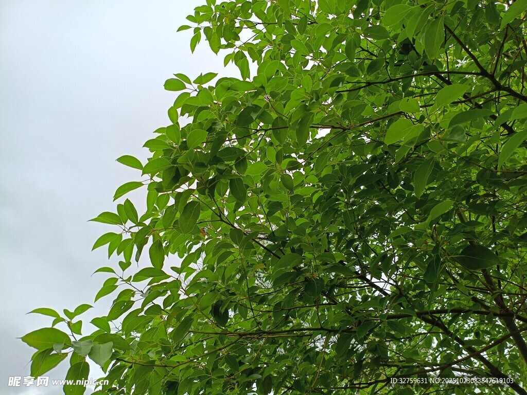 翠绿树叶映衬灰白天空