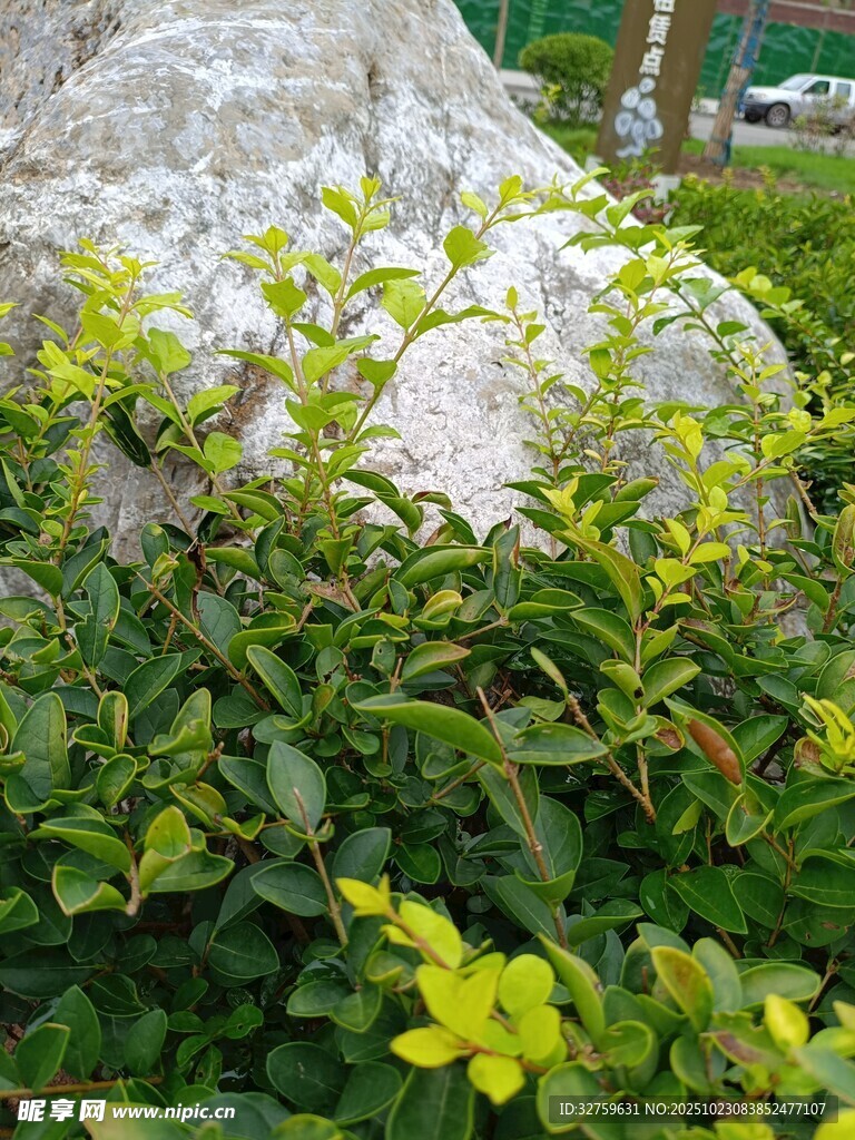 绿叶黄花簇拥的岩石景观