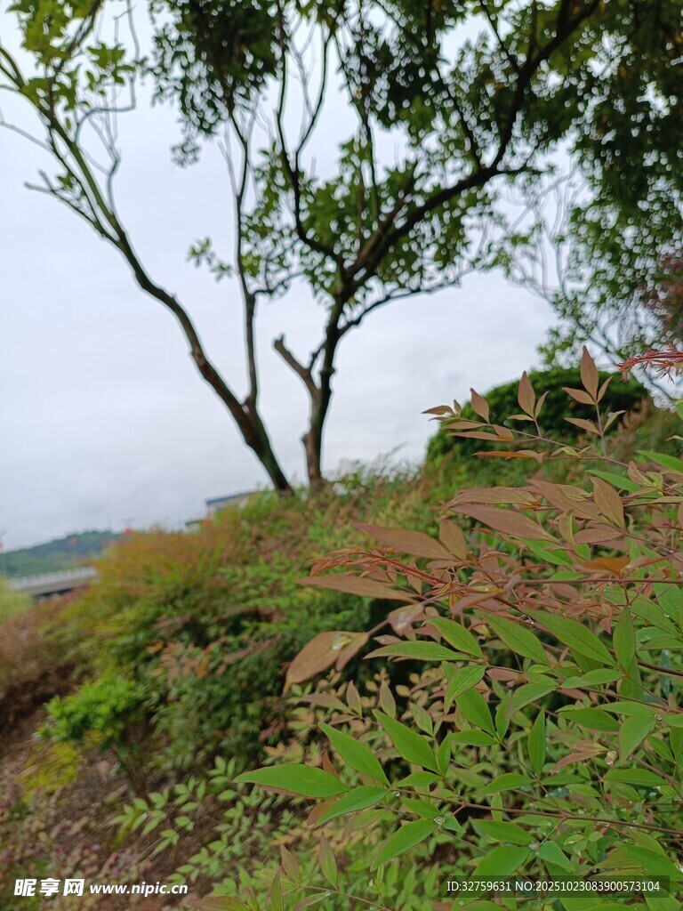 山坡上的孤树与繁茂植被