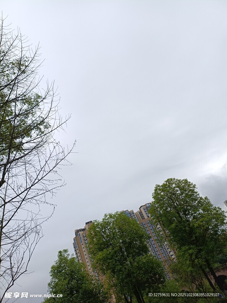 阴天中的树木与建筑
