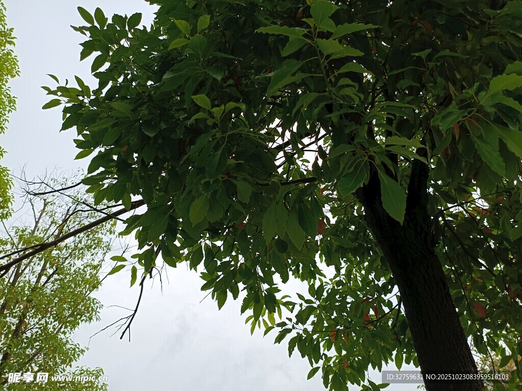 仰视繁茂绿树