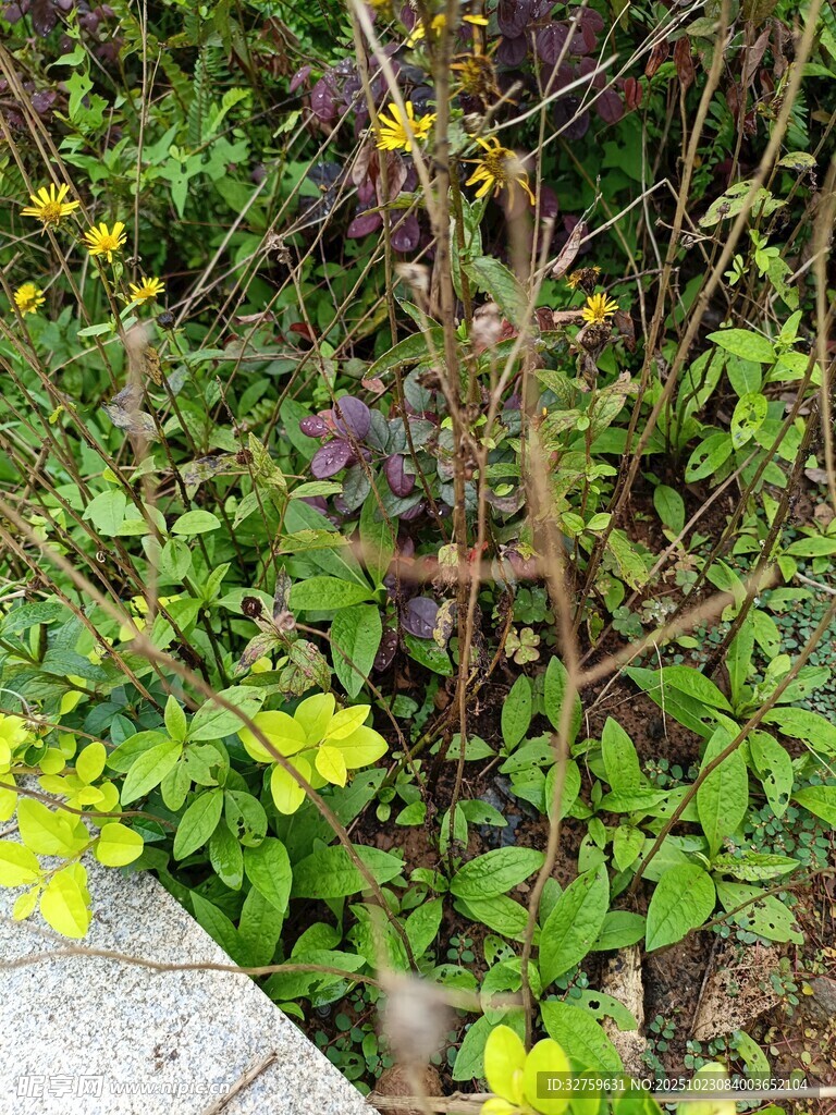 户外繁茂绿植景观