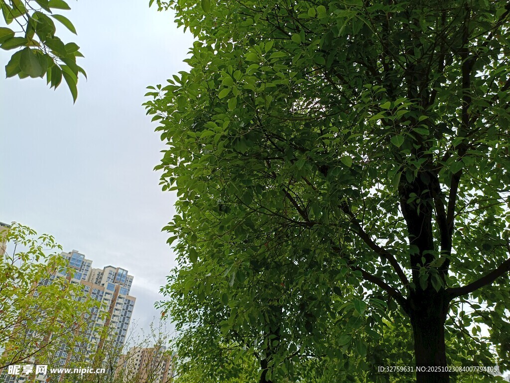 城市绿树景观