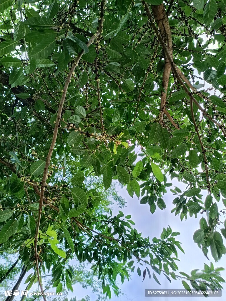繁茂枝叶下的天空一角