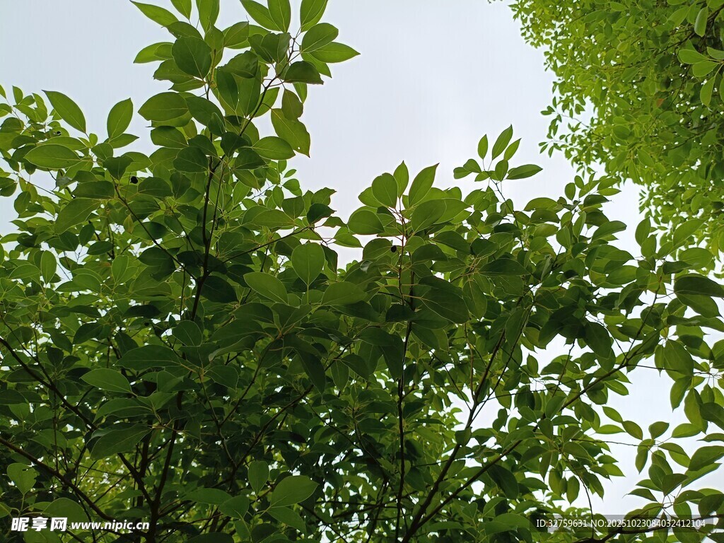 绿叶繁茂的清新自然景象