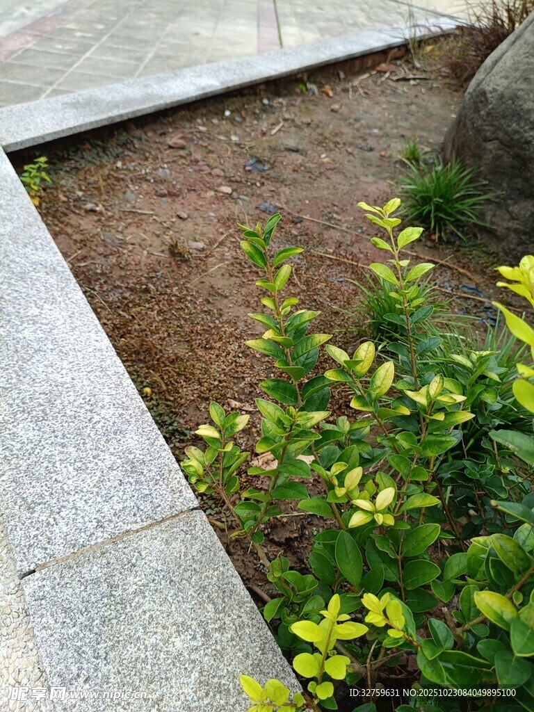 石板旁的翠绿植物