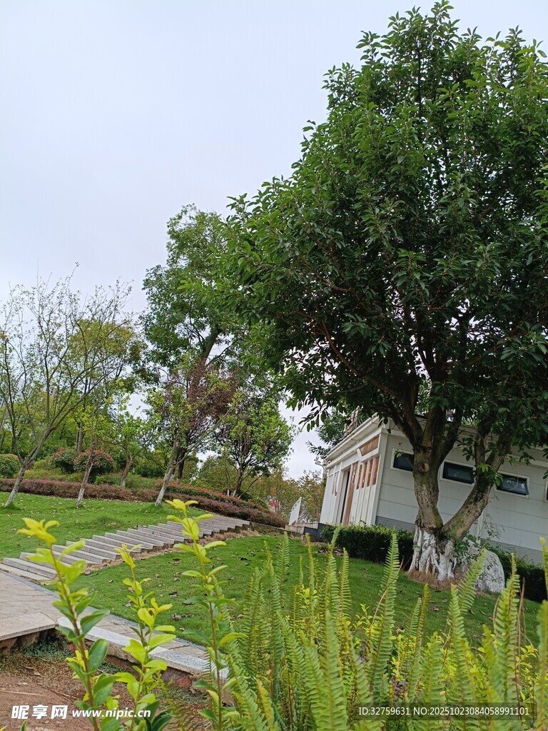 乡村绿意盎然的宁静景致