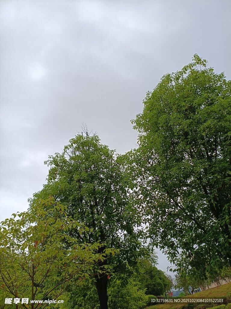 绿树成荫的清新自然景象
